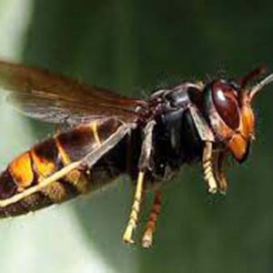 frelon asiatique